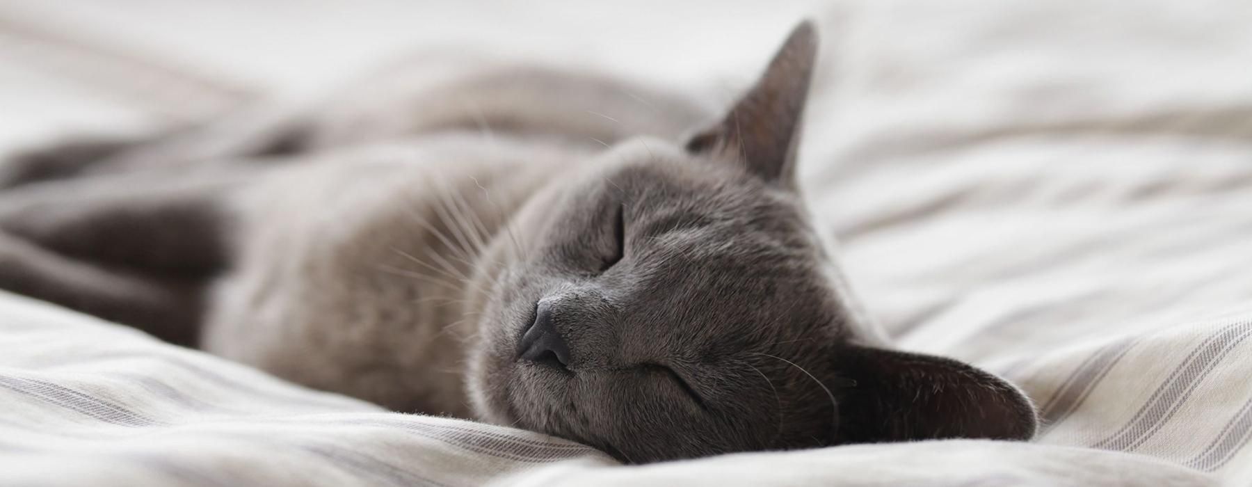 a cat sleeping on a bed